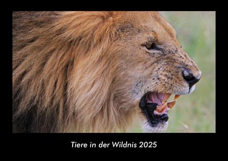 Tobias Becker: Tiere in der Wildnis 2025 Fotokalender DIN A3, Kalender