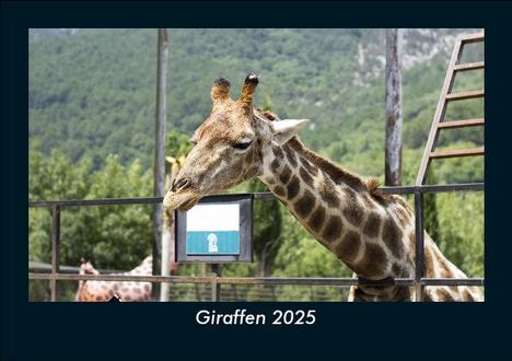 Tobias Becker: Giraffen 2025 Fotokalender DIN A5, Kalender