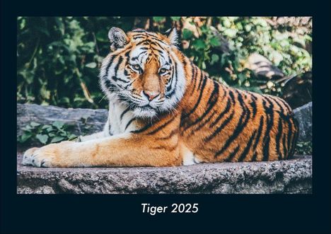 Tobias Becker: Tiger 2025 Fotokalender DIN A4, Kalender