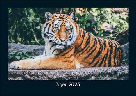 Tobias Becker: Tiger 2025 Fotokalender DIN A5, Kalender