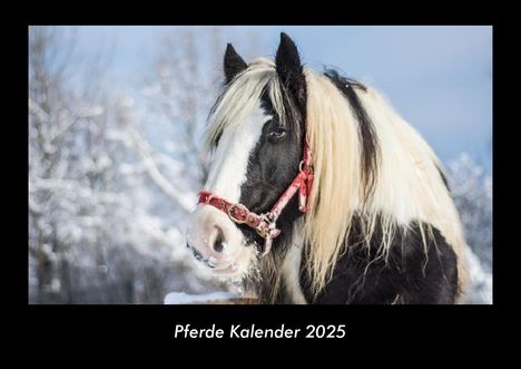 Tobias Becker: Pferde Kalender 2025 Fotokalender DIN A3, Kalender