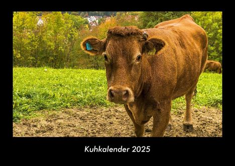 Tobias Becker: Kuhkalender 2025 Fotokalender DIN A3, Kalender