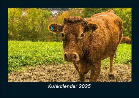 Tobias Becker: Kuhkalender 2025 Fotokalender DIN A5, Kalender