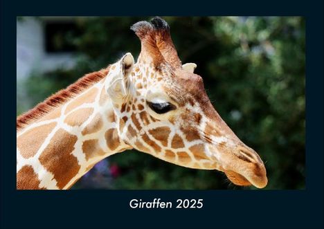 Tobias Becker: Giraffen 2025 Fotokalender DIN A4, Kalender