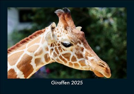 Tobias Becker: Giraffen 2025 Fotokalender DIN A5, Kalender