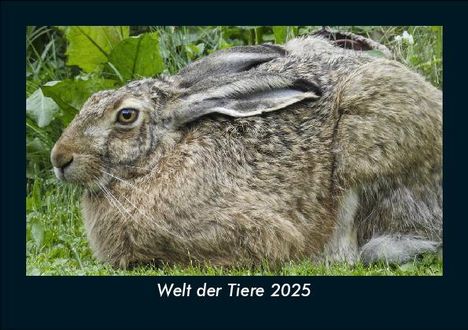 Tobias Becker: Welt der Tiere 2025 Fotokalender DIN A5, Kalender