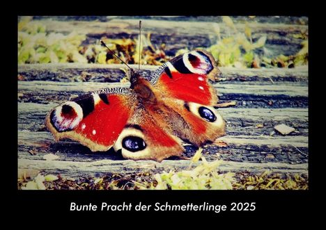 Tobias Becker: Bunte Pracht der Schmetterlinge 2025 Fotokalender DIN A3, Kalender