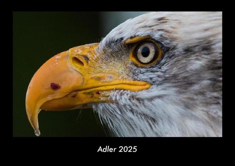 Tobias Becker: Adler 2025 Fotokalender DIN A3, Kalender