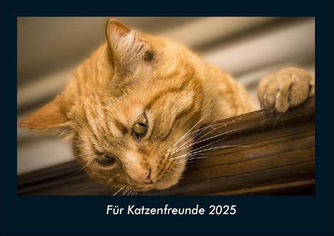 Tobias Becker: Für Katzenfreunde 2025 Fotokalender DIN A4, Kalender