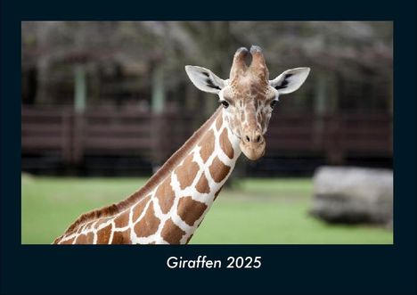 Tobias Becker: Giraffen 2025 Fotokalender DIN A4, Kalender