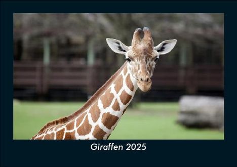 Tobias Becker: Giraffen 2025 Fotokalender DIN A5, Kalender