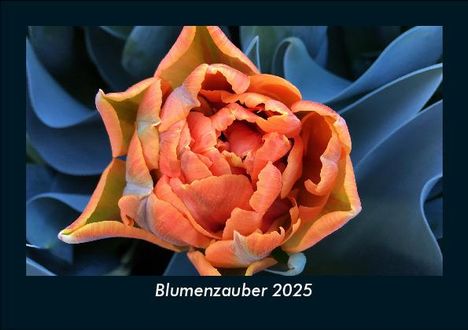 Tobias Becker: Blumenzauber 2025 Fotokalender DIN A5, Kalender