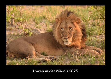 Tobias Becker: Löwen in der Wildnis 2025 Fotokalender DIN A3, Kalender