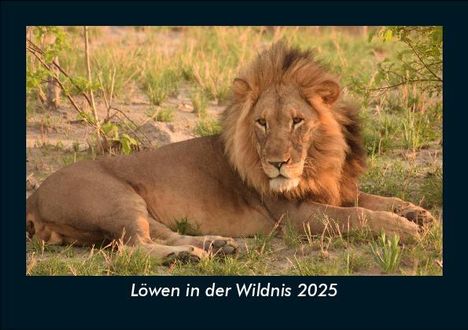 Tobias Becker: Löwen in der Wildnis 2025 Fotokalender DIN A5, Kalender