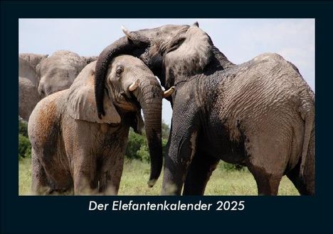 Tobias Becker: Der Elefantenkalender 2025 Fotokalender DIN A5, Kalender