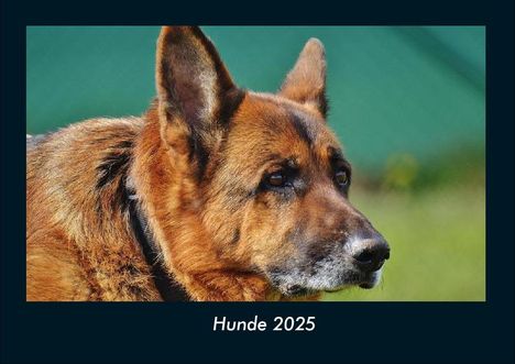 Tobias Becker: Hunde 2025 Fotokalender DIN A4, Kalender