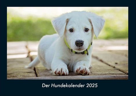 Tobias Becker: Der Hundekalender 2025 Fotokalender DIN A4, Kalender