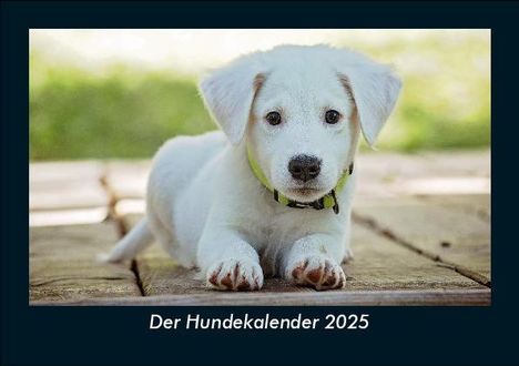 Tobias Becker: Der Hundekalender 2025 Fotokalender DIN A5, Kalender