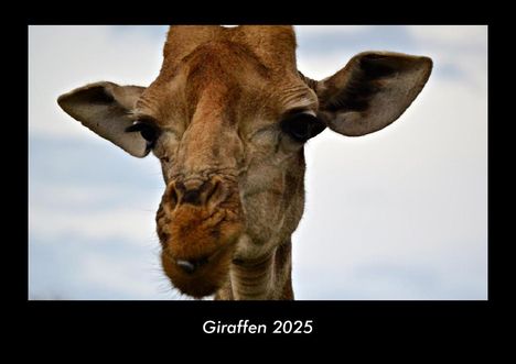 Tobias Becker: Giraffen 2025 Fotokalender DIN A3, Kalender