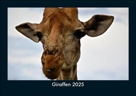 Tobias Becker: Giraffen 2025 Fotokalender DIN A5, Kalender