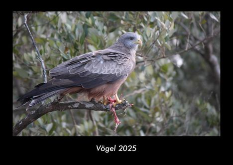 Tobias Becker: Vögel 2025 Fotokalender DIN A3, Kalender