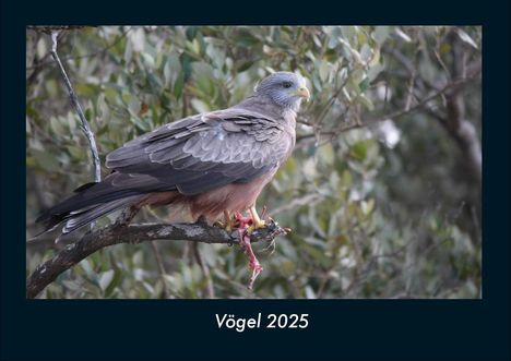 Tobias Becker: Vögel 2025 Fotokalender DIN A4, Kalender