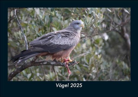 Tobias Becker: Vögel 2025 Fotokalender DIN A5, Kalender