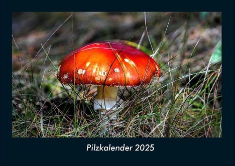 Tobias Becker: Pilzkalender 2025 Fotokalender DIN A4, Kalender