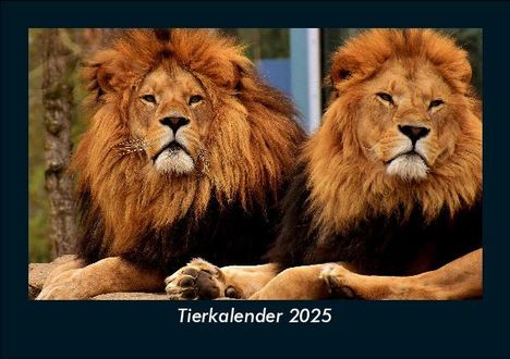 Tobias Becker: Tierkalender 2025 Fotokalender DIN A5, Kalender