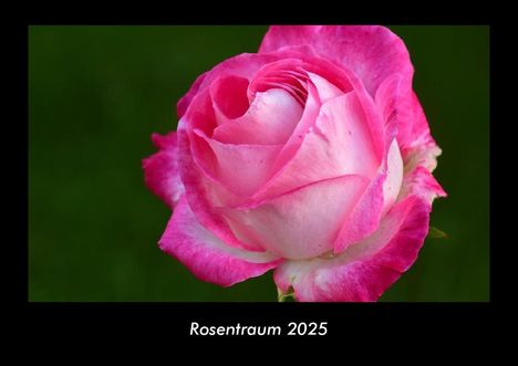 Tobias Becker: Rosentraum 2025 Fotokalender DIN A3, Kalender