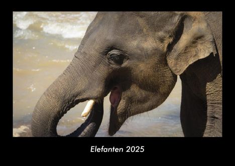 Tobias Becker: Elefanten 2025 Fotokalender DIN A3, Kalender