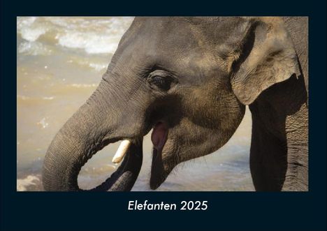 Tobias Becker: Elefanten 2025 Fotokalender DIN A4, Kalender