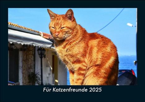 Tobias Becker: Für Katzenfreunde 2025 Fotokalender DIN A5, Kalender