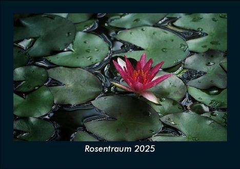 Tobias Becker: Rosentraum 2025 Fotokalender DIN A5, Kalender