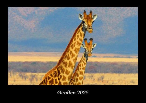 Tobias Becker: Giraffen 2025 Fotokalender DIN A3, Kalender