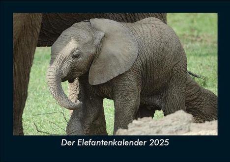 Tobias Becker: Der Elefantenkalender 2025 Fotokalender DIN A5, Kalender