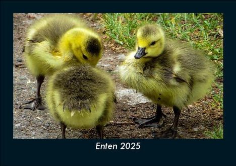 Tobias Becker: Enten 2025 Fotokalender DIN A5, Kalender