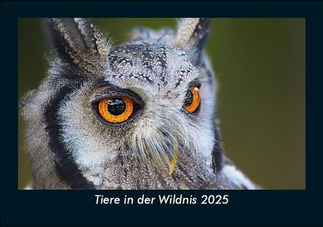 Tobias Becker: Tiere in der Wildnis 2025 Fotokalender DIN A5, Kalender