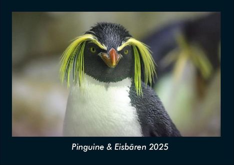 Tobias Becker: Pinguine &amp; Eisbären 2025 Fotokalender DIN A4, Kalender