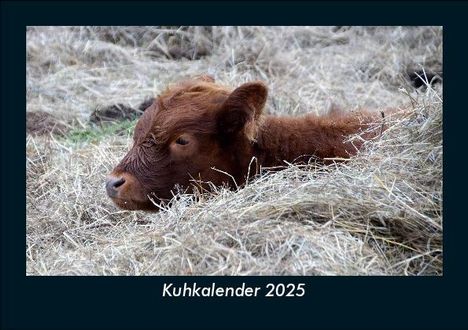 Tobias Becker: Kuhkalender 2025 Fotokalender DIN A5, Kalender