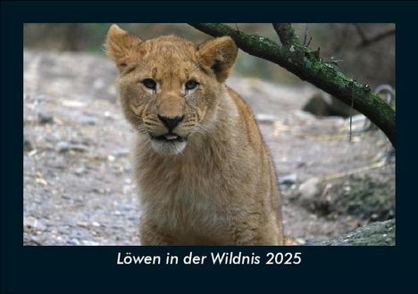 Tobias Becker: Löwen in der Wildnis 2025 Fotokalender DIN A5, Kalender