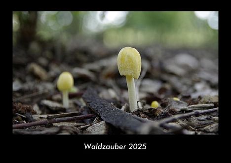 Tobias Becker: Waldzauber 2025 Fotokalender DIN A3, Kalender