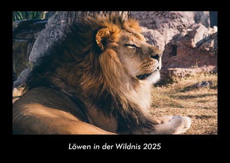 Tobias Becker: Löwen in der Wildnis 2025 Fotokalender DIN A3, Kalender