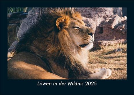 Tobias Becker: Löwen in der Wildnis 2025 Fotokalender DIN A5, Kalender