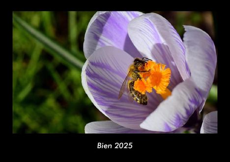 Tobias Becker: Bien 2025 Fotokalender DIN A3, Kalender