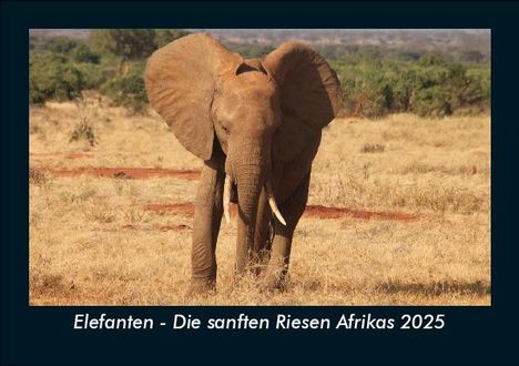 Tobias Becker: Elefanten - Die sanften Riesen Afrikas 2025 Fotokalender DIN A5, Kalender