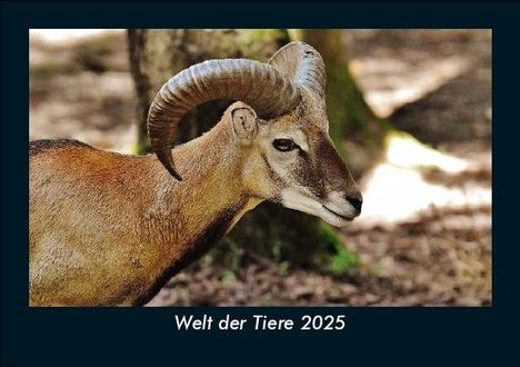 Tobias Becker: Welt der Tiere 2025 Fotokalender DIN A5, Kalender