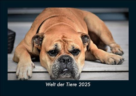 Tobias Becker: Welt der Tiere 2025 Fotokalender DIN A5, Kalender