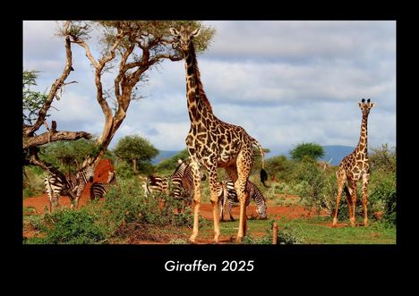 Tobias Becker: Giraffen 2025 Fotokalender DIN A3, Kalender