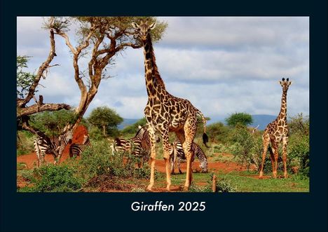 Tobias Becker: Giraffen 2025 Fotokalender DIN A4, Kalender